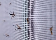 Komarci na mreži/Getty Images
