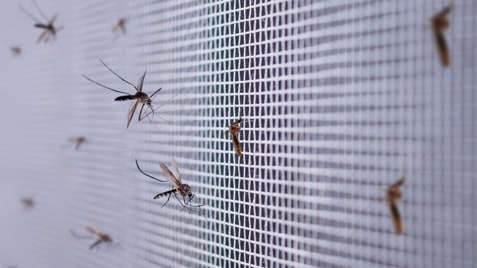 Komarci na mreži/Getty Images