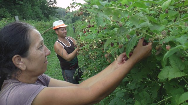Ovo je posao koji cveta u dolini crvenog zlata: Dođeš kao nepozvan gost, a odeš punih džepova