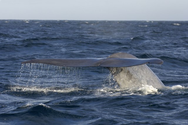 More izbacilo leš belog grbavog kita, nauènici se plašili najgoreg FOTO