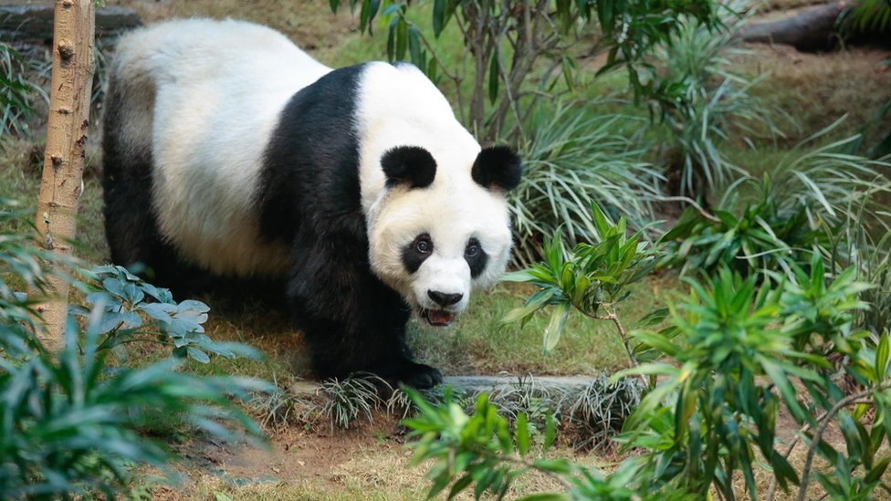 Kina i životinje: Najstariji mužjak pande uginuo u zoološkom vrtu