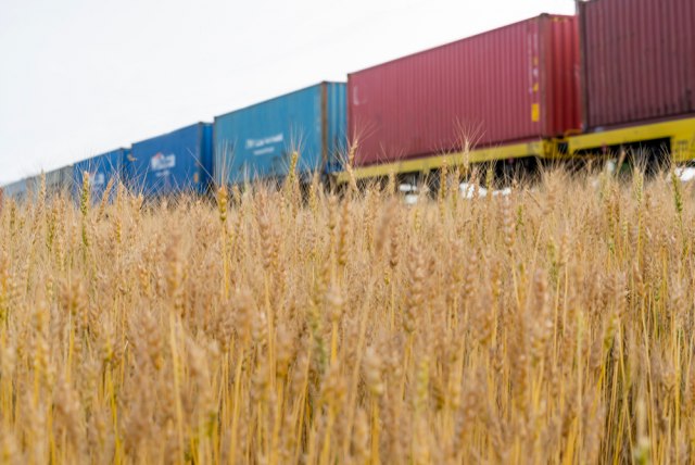 Drama oko izvoza ukrajinskog žita i dalje traje – Nemaèka nudi olakšanje
