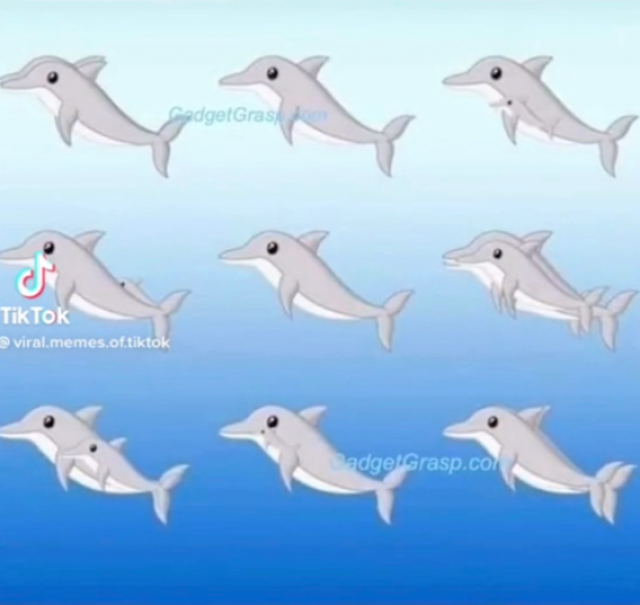 KOLIKO UKUPNO DELFINA vidite na slici?