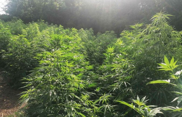 Gajili 187 stabljika kanabisa kod Merošine, pa uhapšeni FOTO