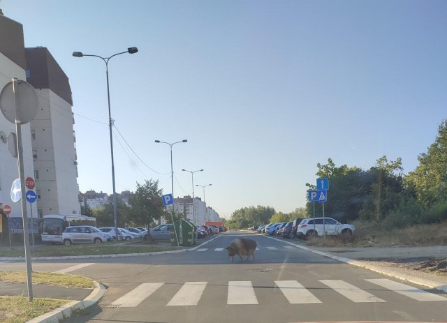 Novobeograðani navikli na nju: Svinja koja se danima šeta po blokovima ponovo viðena FOTO
