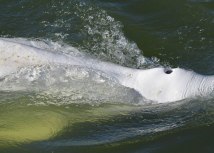 Nauènici kažu da kit izgleda prilièno neuhranjeno/Getty Images