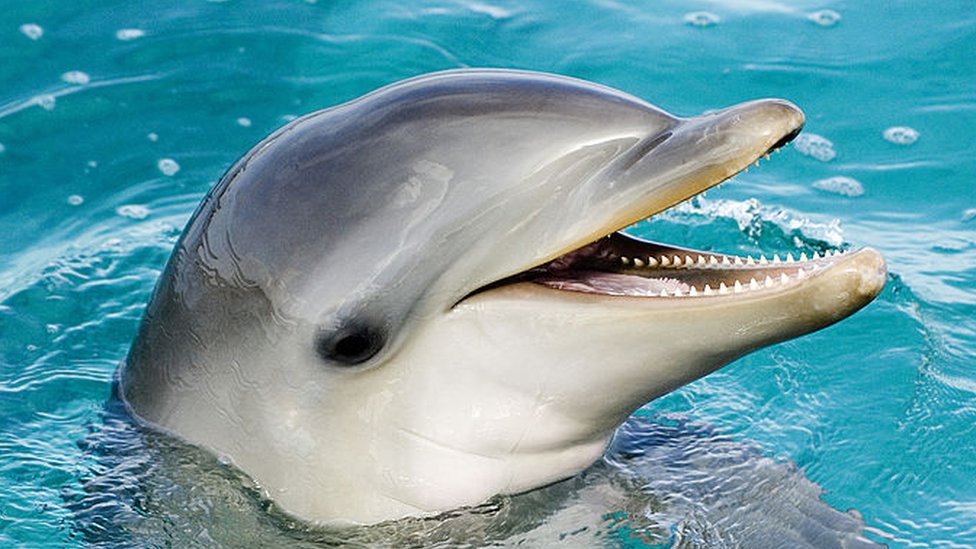Japan i životinje: Agresivni delfin ujeo još dva plivaèa iz Japana