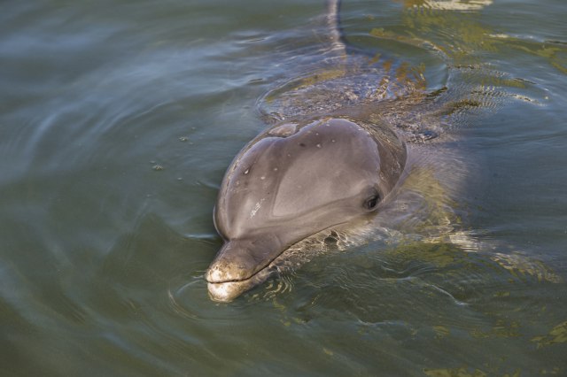 Stiglo upozorenje – delfini napadaju plivače: 