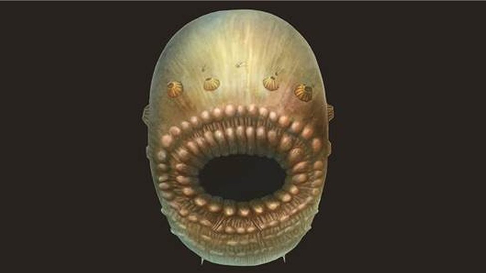 Nauka i arheologija: Rešena misterija pola milijarde godina starog bića bez anusa