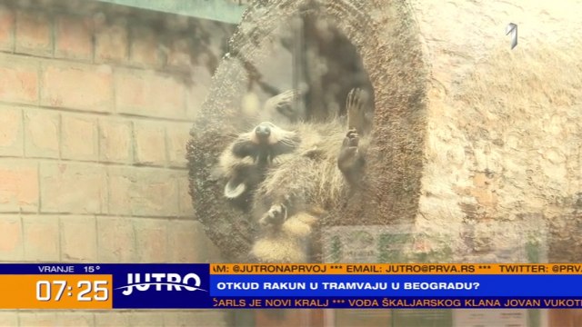 Viđen rakun u tramvaju – da li je dozvoljeno držati ih kao kućne ljubimce? VIDEO