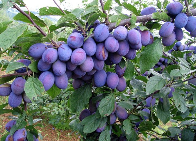 Najbolje srpske šljive idu u Evropu: Nama ostane ono što se stavlja u kazan ili šerpu za džem