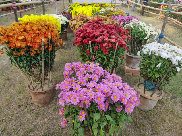 Vreme je da zasadite hrizanteme- zimske ruže: Uz OVAJ TRIK cvetaće od rane jeseni pa sve do kraja zime