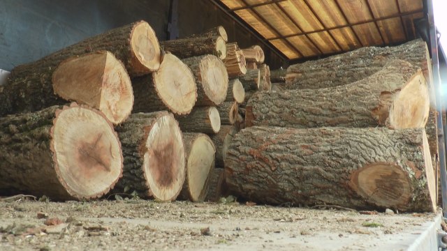 "Drva ima, nema ko da ih plati": Metar košta 10.000, jedna vrsta drveta se prvi put traži