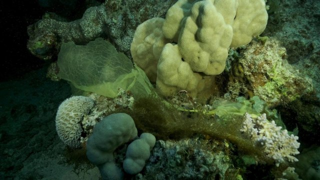 Èudno biæe na morskom dnu: "Ne znamo šta je, znamo da nije kamen" VIDEO