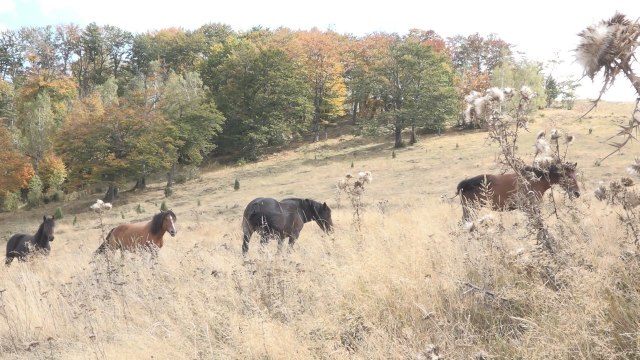 Samo na ovoj planini u Srbiji možete videti gizdave lepotane koje predvodi pastuv Moro
