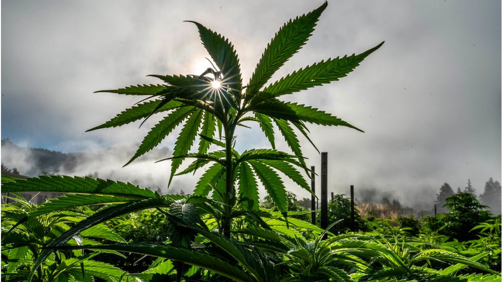 Amerika i droge: Džozef Bajden amnestirao ljude osuðene zbog "jednostavnog posedovanja" marihuane