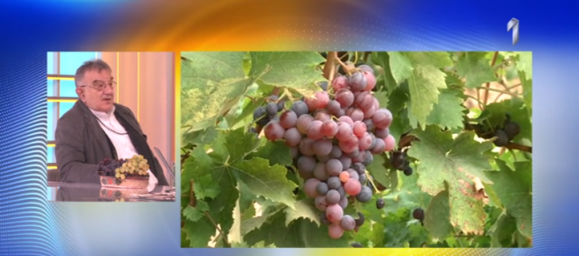 Doktor Perišić otkrio koja grupa ljudi bi trebalo da izbegava grožđe, a rešio i večitu dilemu: Koje je zdravije – crno ili belo?