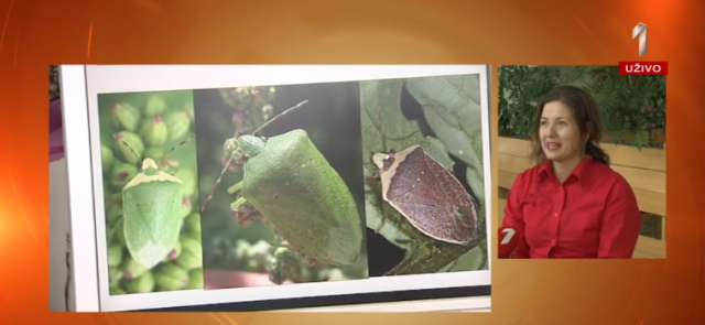 Entomolog Zatezalo otkriva kako da se zaštitimo od smrdibuba: A evo i zašto najviše napadaju Beograd