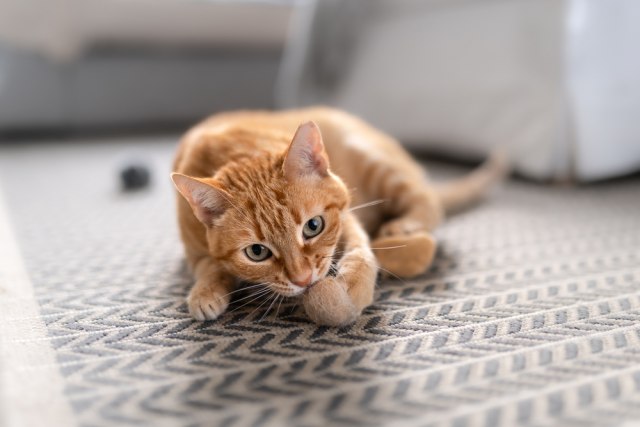 Otputovala je dok majstori renoviraju kupatilo, a kada se vratila nije mogla da pronađe svoju mačku: Priča koja je POTRESLA sve