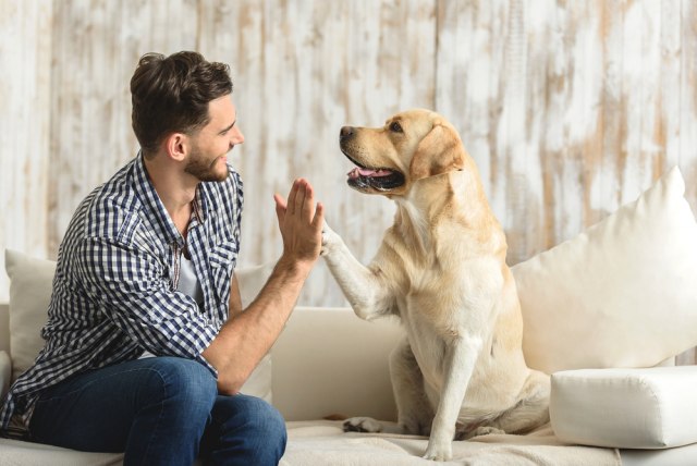 Koje rase pasa žive najduže, a koje najkraće: Pre nego što nabavite kućnog ljubimca, OVE stvari morate znati