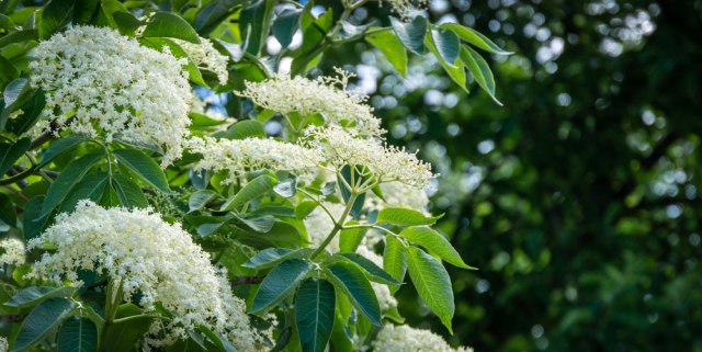 Vreme je za čaj od zove: Jača organizam i izbacuje toksine iz tela!