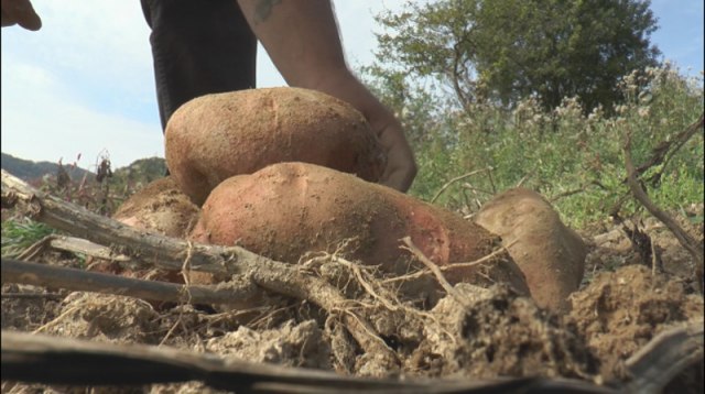 Za ivanjièki krompir kažu da je najkvalitetniji – evo zašto