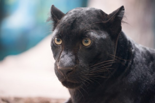 Crni panter uoèen u okolini Apatina, izdato saopštenje: "Opasan predator, vodite raèuna o sebi"
