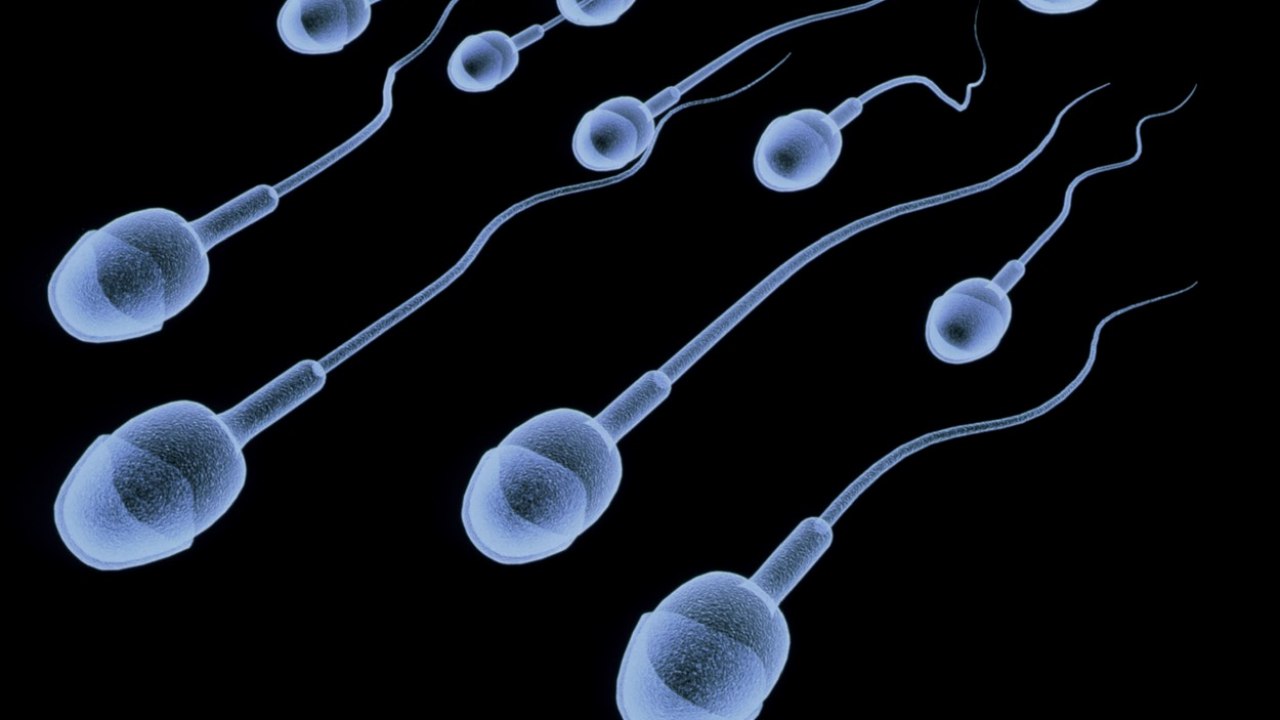 Minacciando ufficialmente la sopravvivenza stessa della società?  Un nuovo studio mostra: “Il numero di spermatozoi è diminuito del 62%”