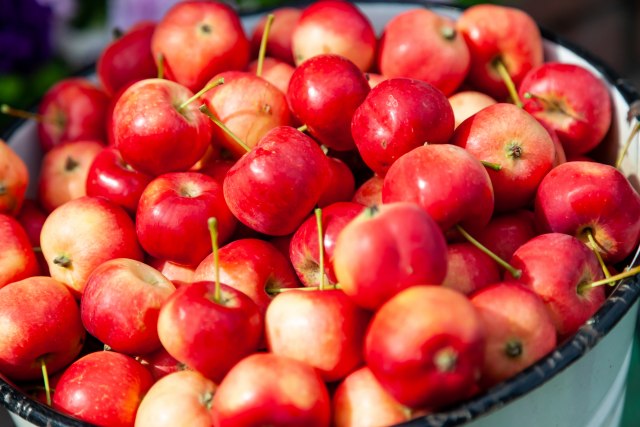 Dok su skladišta puna do vrha: Čačanska jabuka čeka povoljnije uslove na tržištu