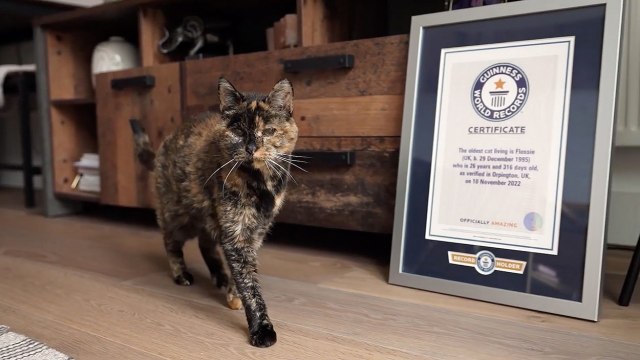 Mačka Flosi uoči 27. rođendana oborila Ginisov rekord