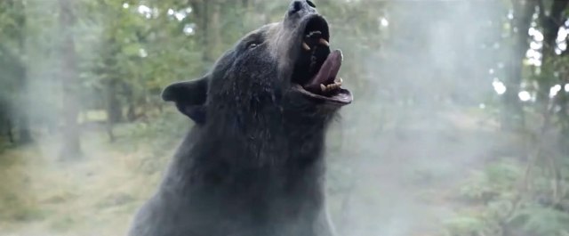 "Kokainski medved" – istinita priča o medvedu koji je progutao kesu kokaina