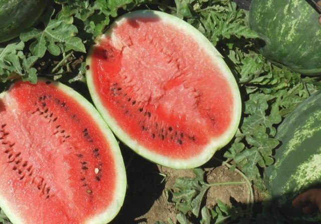 Lubenice rodile u decembru kao da je leto: Neverovatan prizor u selu pored Kragujevca