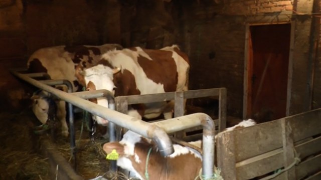 Krave uz narodnjake daju više mleka?