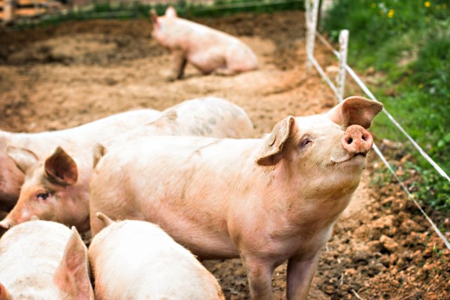 Farme u problemima: Država æe ostati bez svinja?