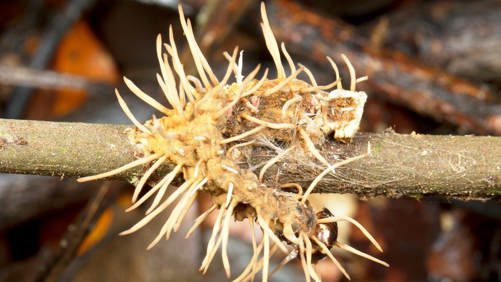 Gusenica koju zaposeda parazitska gljiva - sa žilicama koje ispuštaju spore/Getty Images