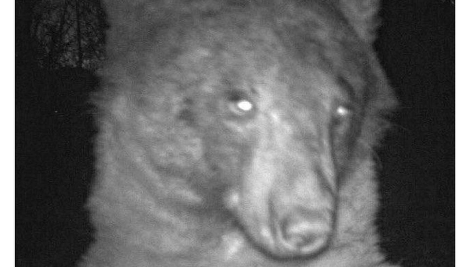 Medved u Koloradu pozirao za oko 400 selfija pred kamerom u divljini