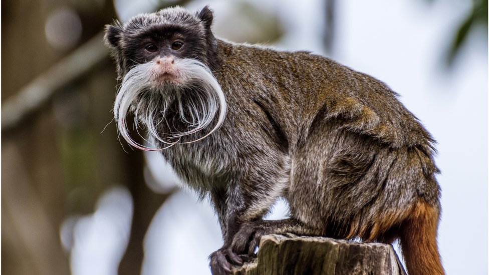 Životinje: Nestali majmuni iz zoo vrta u Dalasu, četvrti sumnjivi incident u nizu