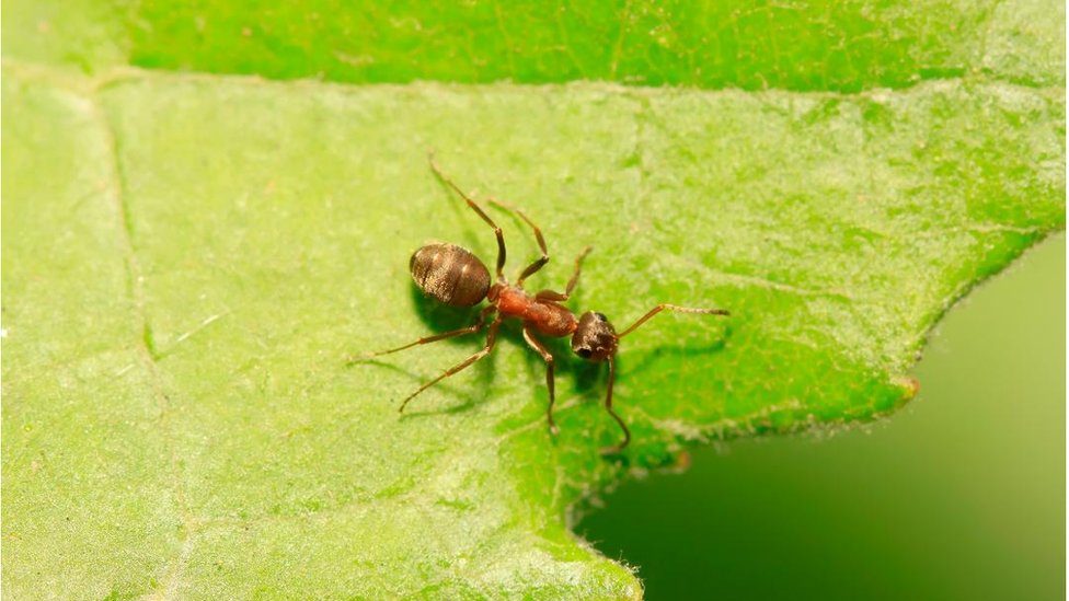 Svetski dan borbe protiv raka: Mravi mogu da nanjuše rak, otkriva nova studija