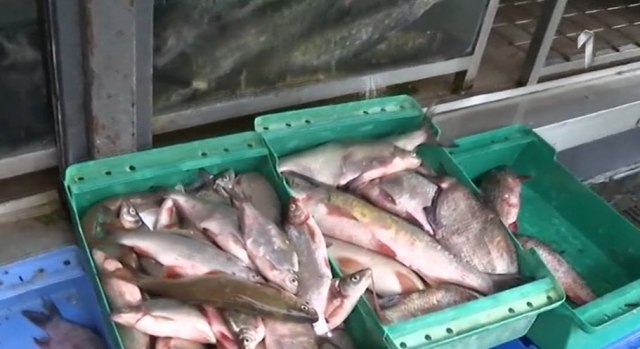 Kako da izaberete SVEŽU RIBU i zašto je ona BOLJA od one koja je ZAMRZNUTA? (VIDEO)