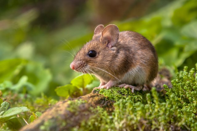 Nauènici uspeli da dobiju zdrave mladunce miševa od dva mužjaka