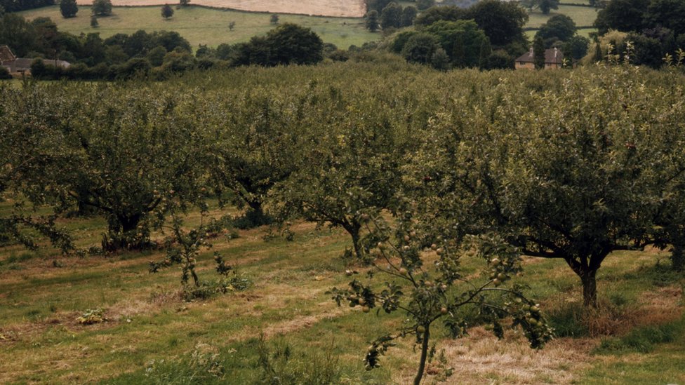 U Srbiji je oko 27.000 hektara zemlje pod jabukama/BBC