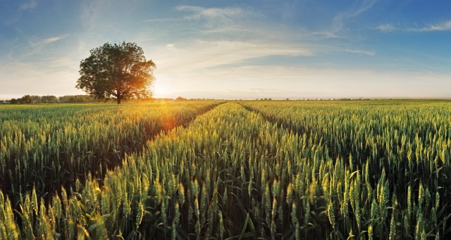 Zdravstveno stanje ozimih useva pšenice i ječma u Jagodini