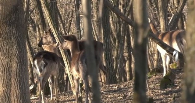Nećete verovati - Subota, 25. mart - Vodimo vas na farmu da vidite kako žive beli jeleni