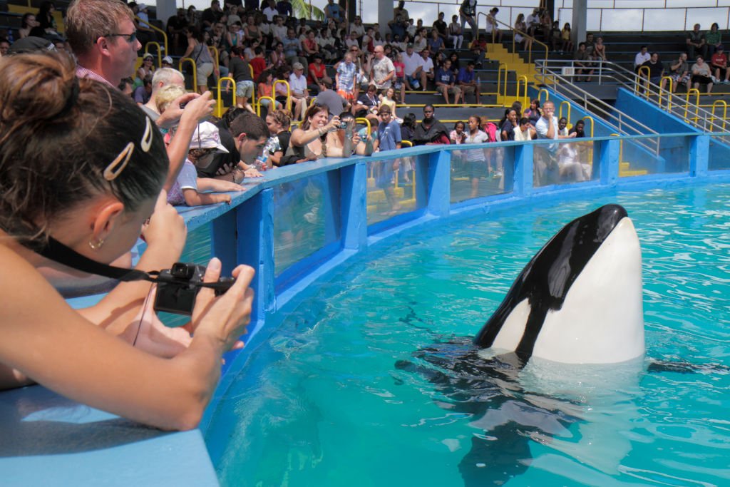 Životinje: Posle više od 50 godina zatoèeništva, kit ubica Lolita se vraæa kuæi