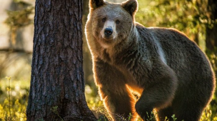 Un giovane viene ucciso da un orso, la sua famiglia farà causa alle autorità per l’insediamento degli animali