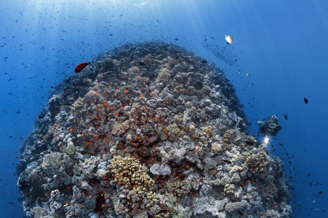 Otkriven prvi potpuno očuvan koralni greben sa bujnim morskim svetom
