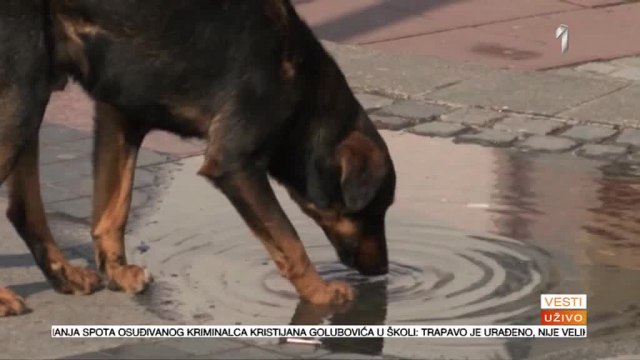 Šta je lakše: Ušivati rane ili otvoriti azile u Beogradu? VIDEO
