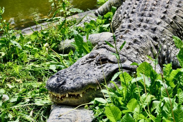 Nezabeležen slučaj: Ženka krokodila samostalno zatrudnela
