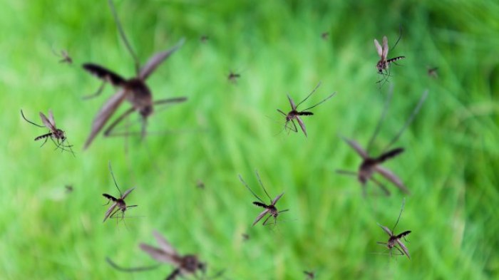 Funziona in modo speciale: una nuova scoperta degli scienziati fermerà anche il 99 percento delle zanzare
