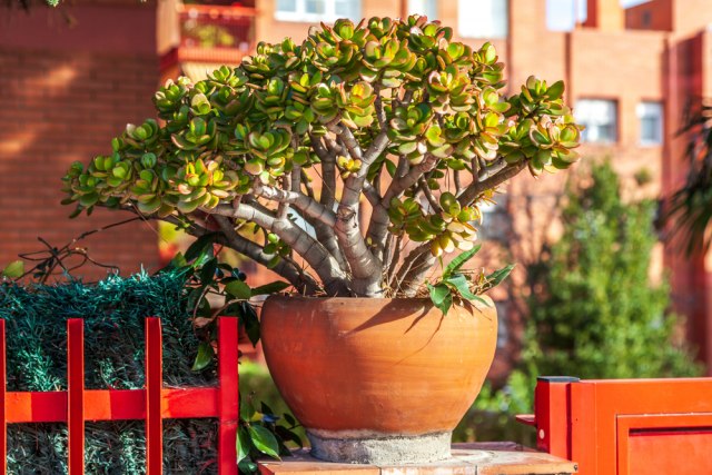 Jednu od OVIH biljaka stavite ISPRED ulaznih vrata: Veruje se da donose više NOVCA, sreće i blagostanja!